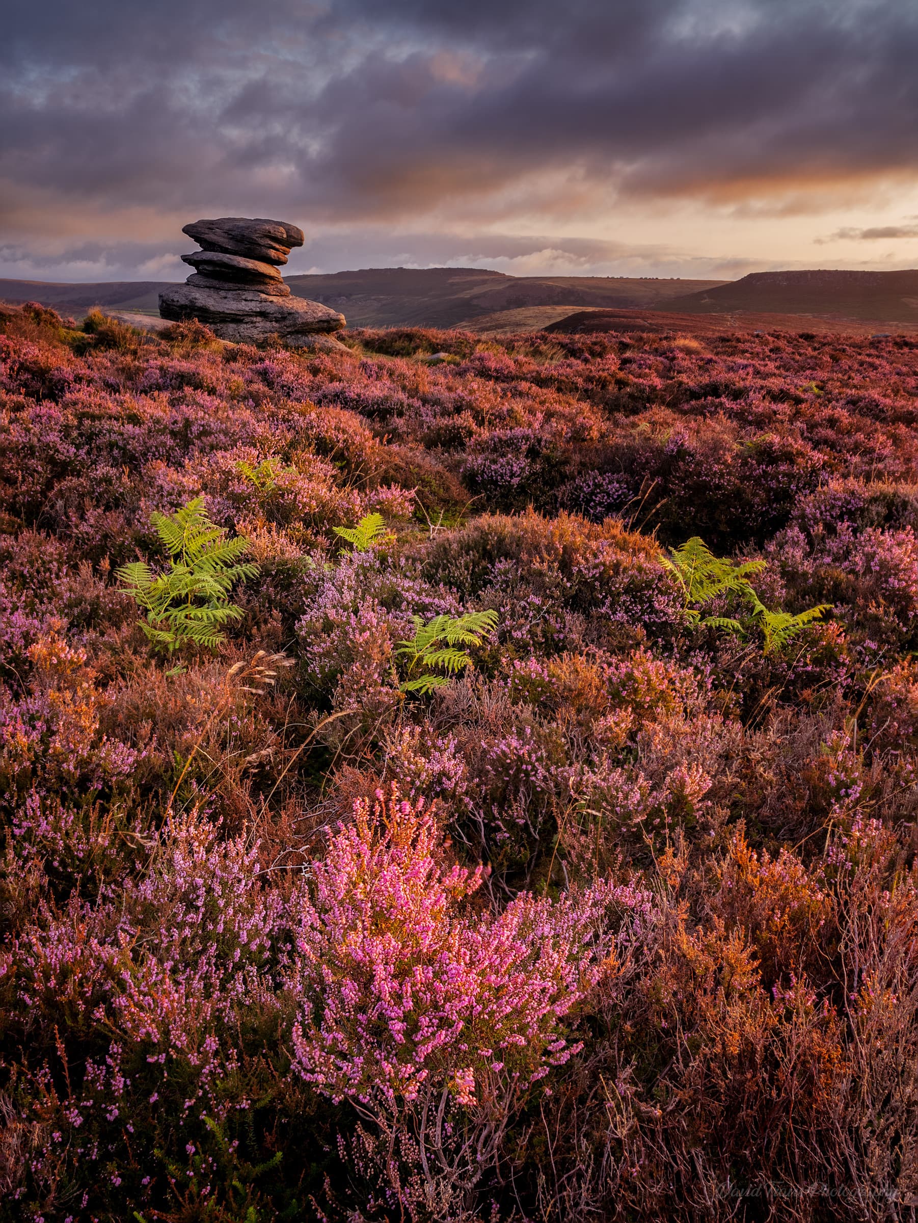 Sunrise light over heather-covered gritstone at Over Owler Tor, Peak District.