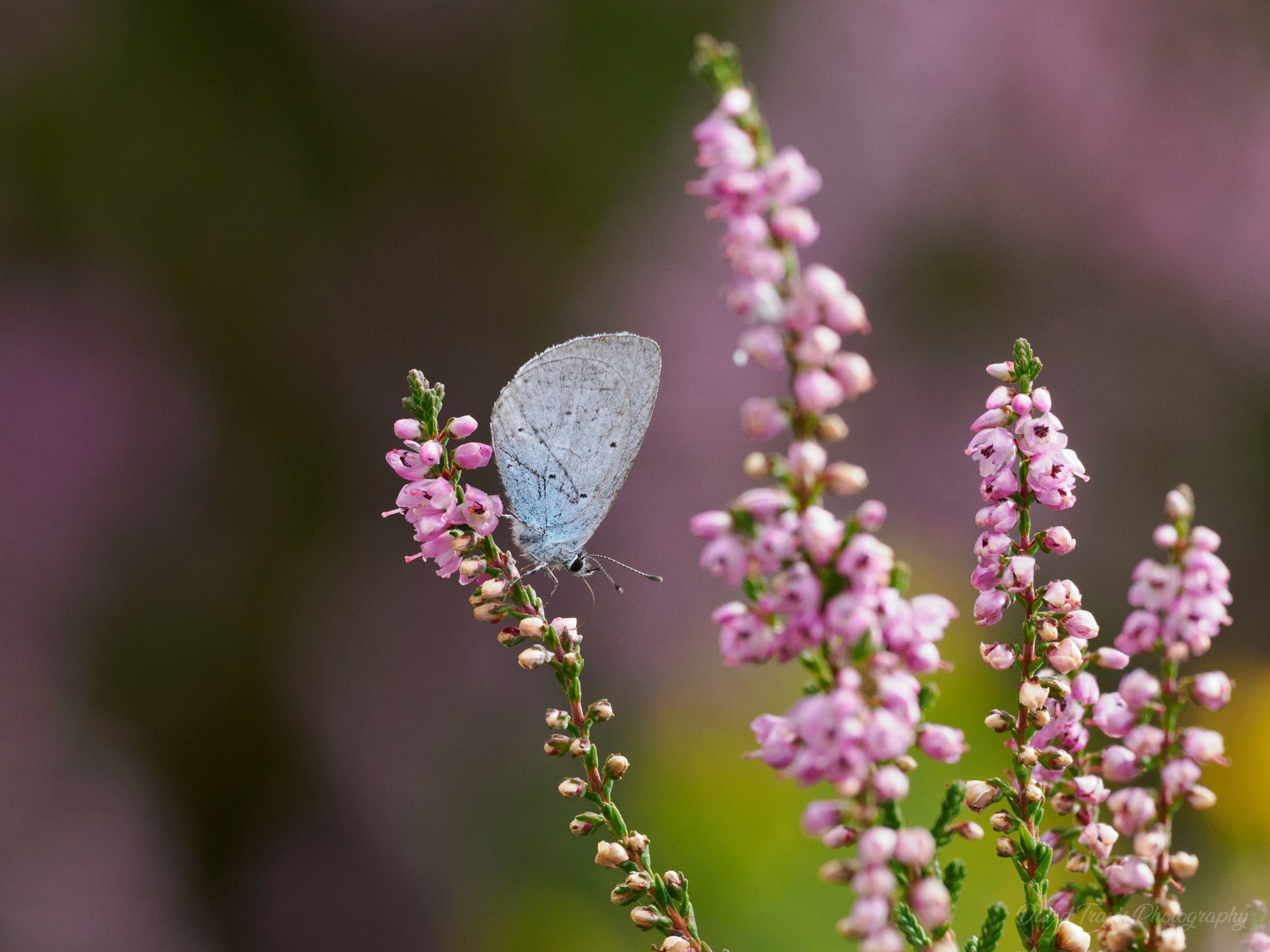 Holly Blue butterfly perched on ling heather flowers in late-summer bloom, Peak District.