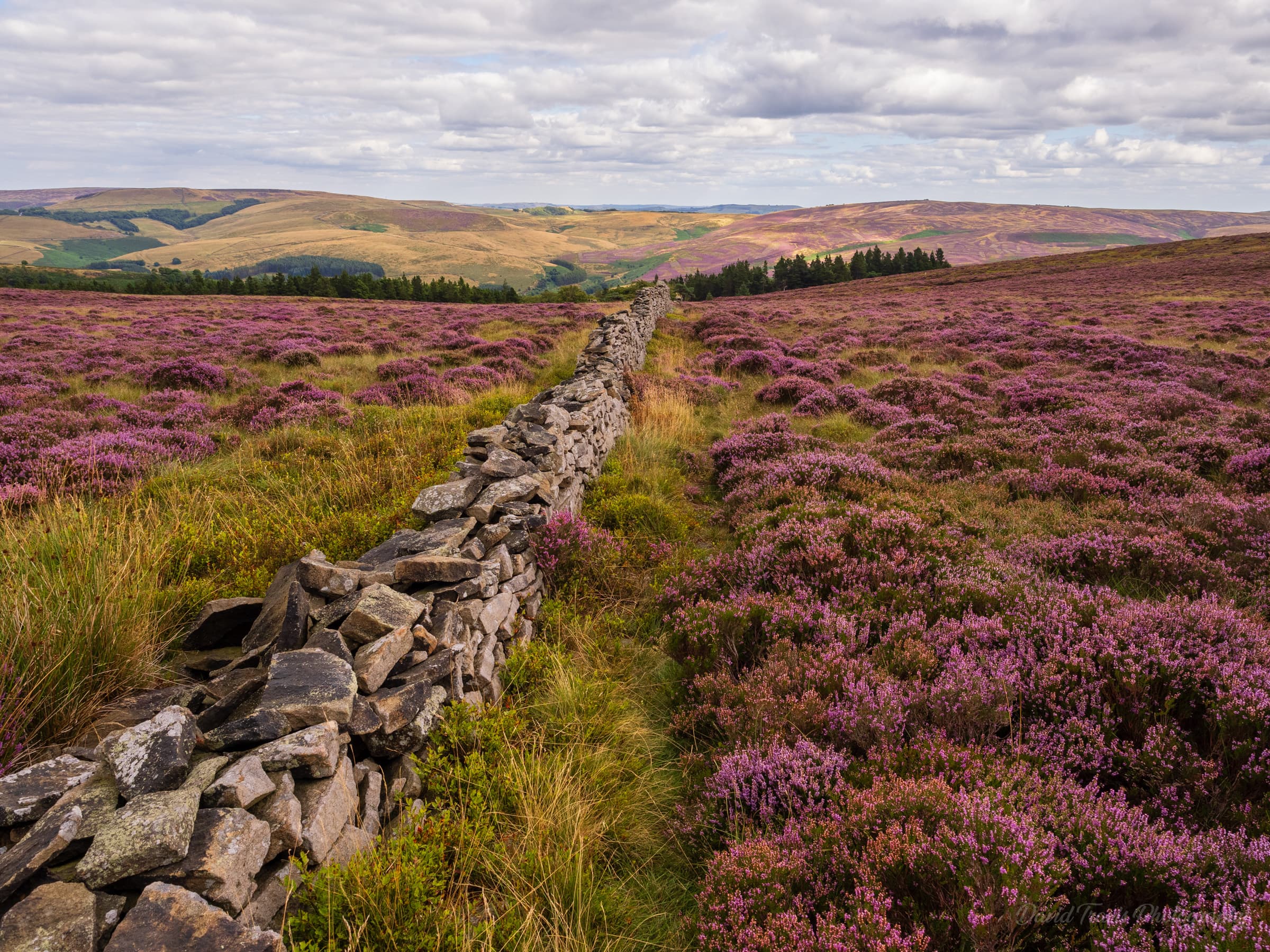 Traditional dry stone wall winding through purple heather near Shining Tor, Peak District.