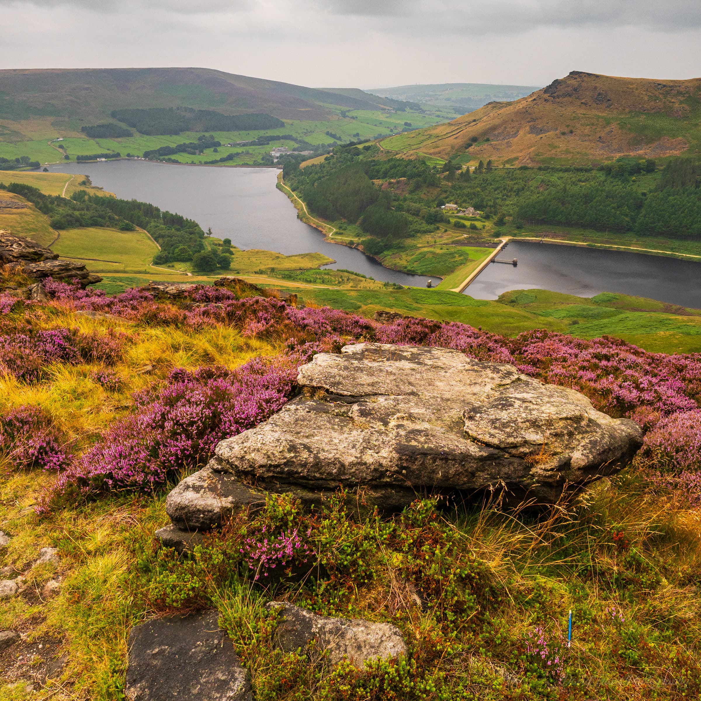 Expansive moorland view from Saddleworth Moor with bands of blooming heather across distant hills.
