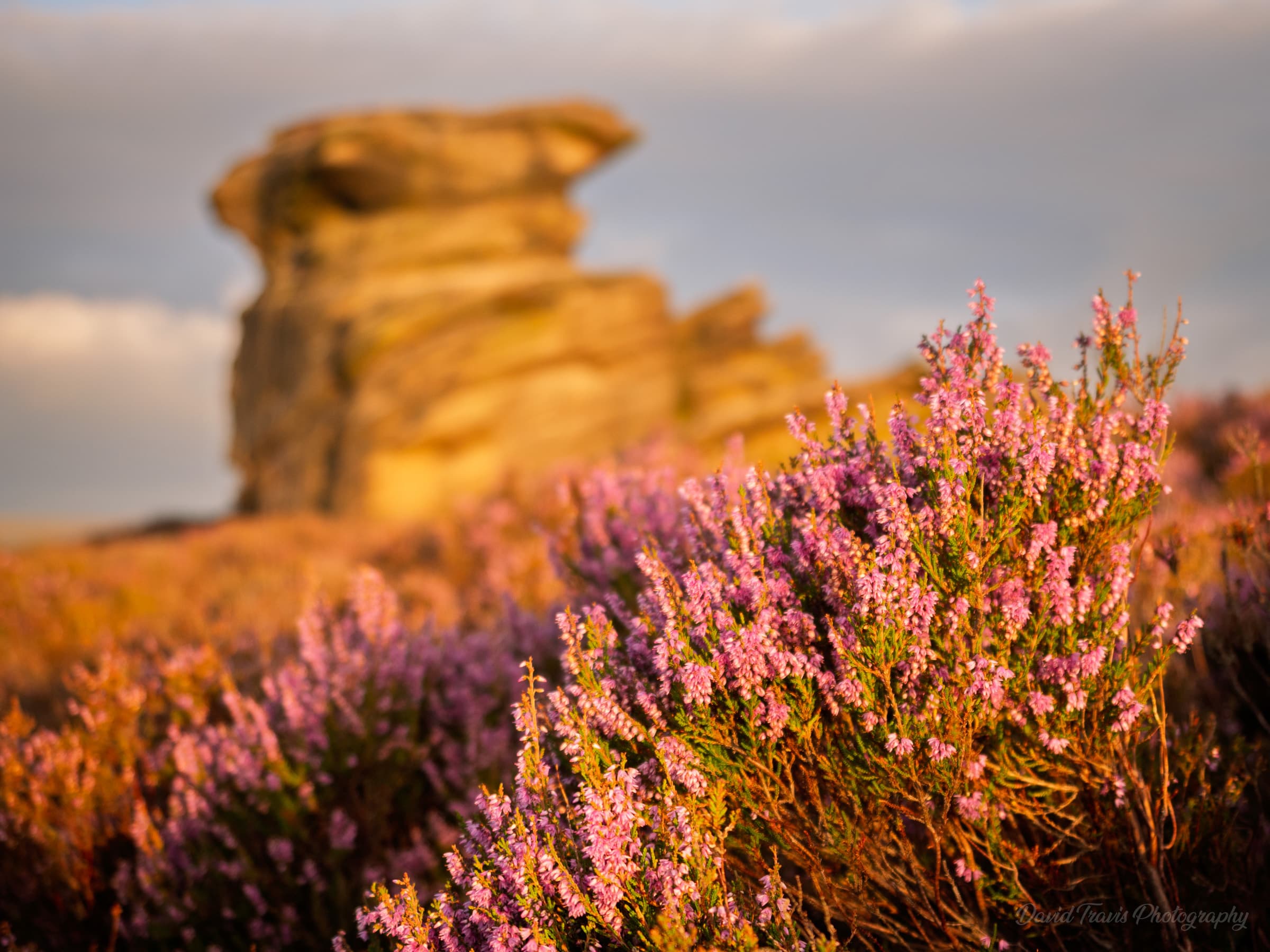 Heather in the foreground framing the rounded gritstone of Mother Cap on Hathersage Moor, Peak District.