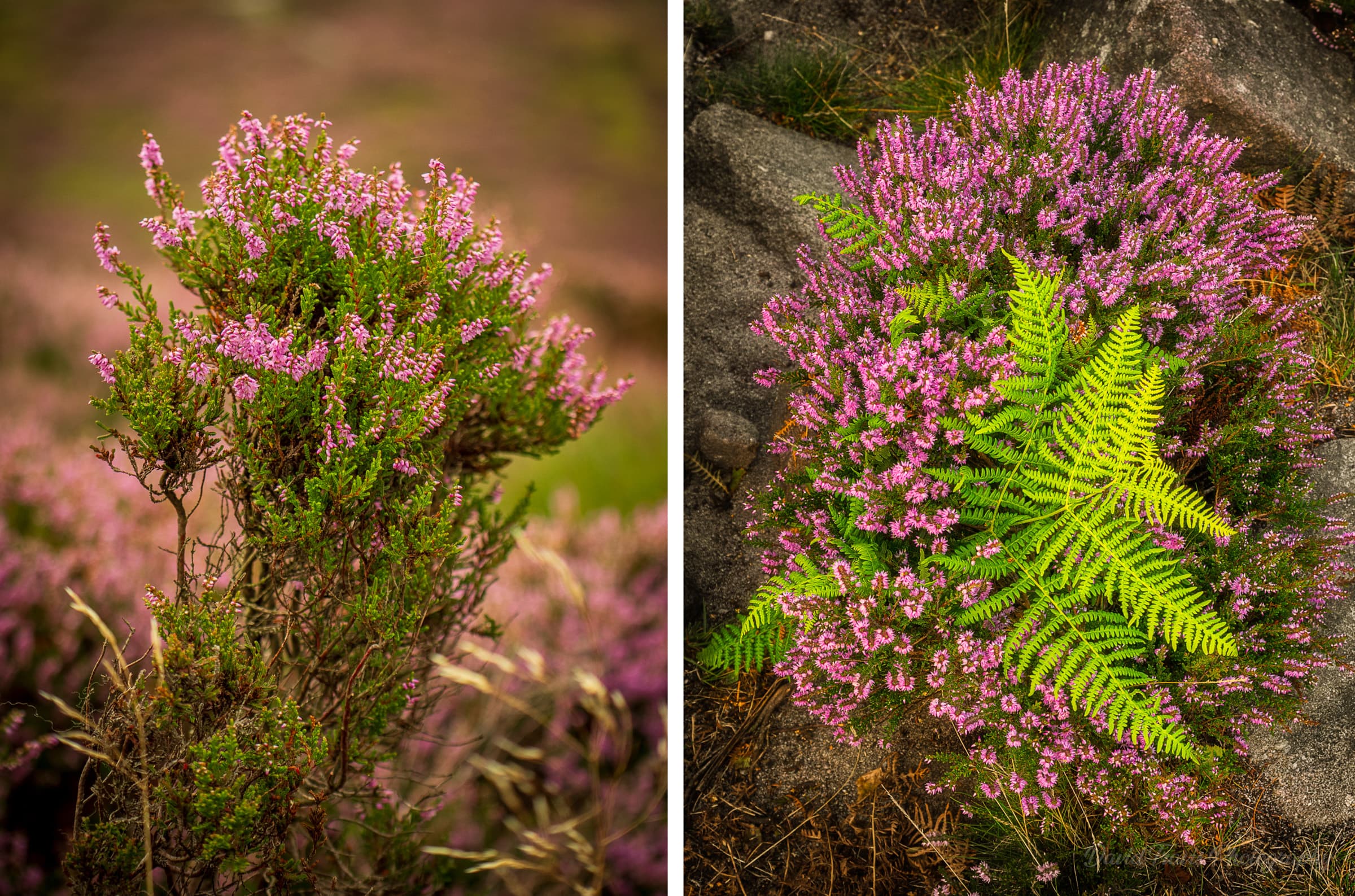 Two close views of ling heather blooms: shallow depth of field and denser flower clusters, Peak District.